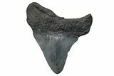 Fossil Megalodon Tooth - South Carolina #272497-1